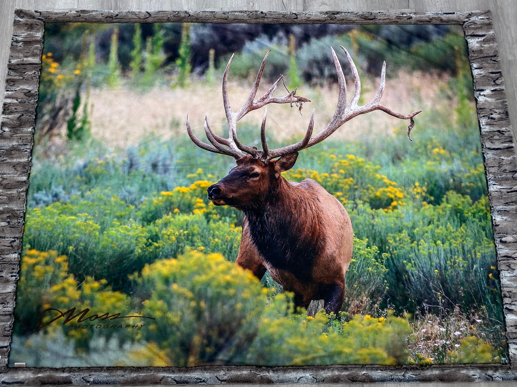 DM-Bull Elk in Flowers