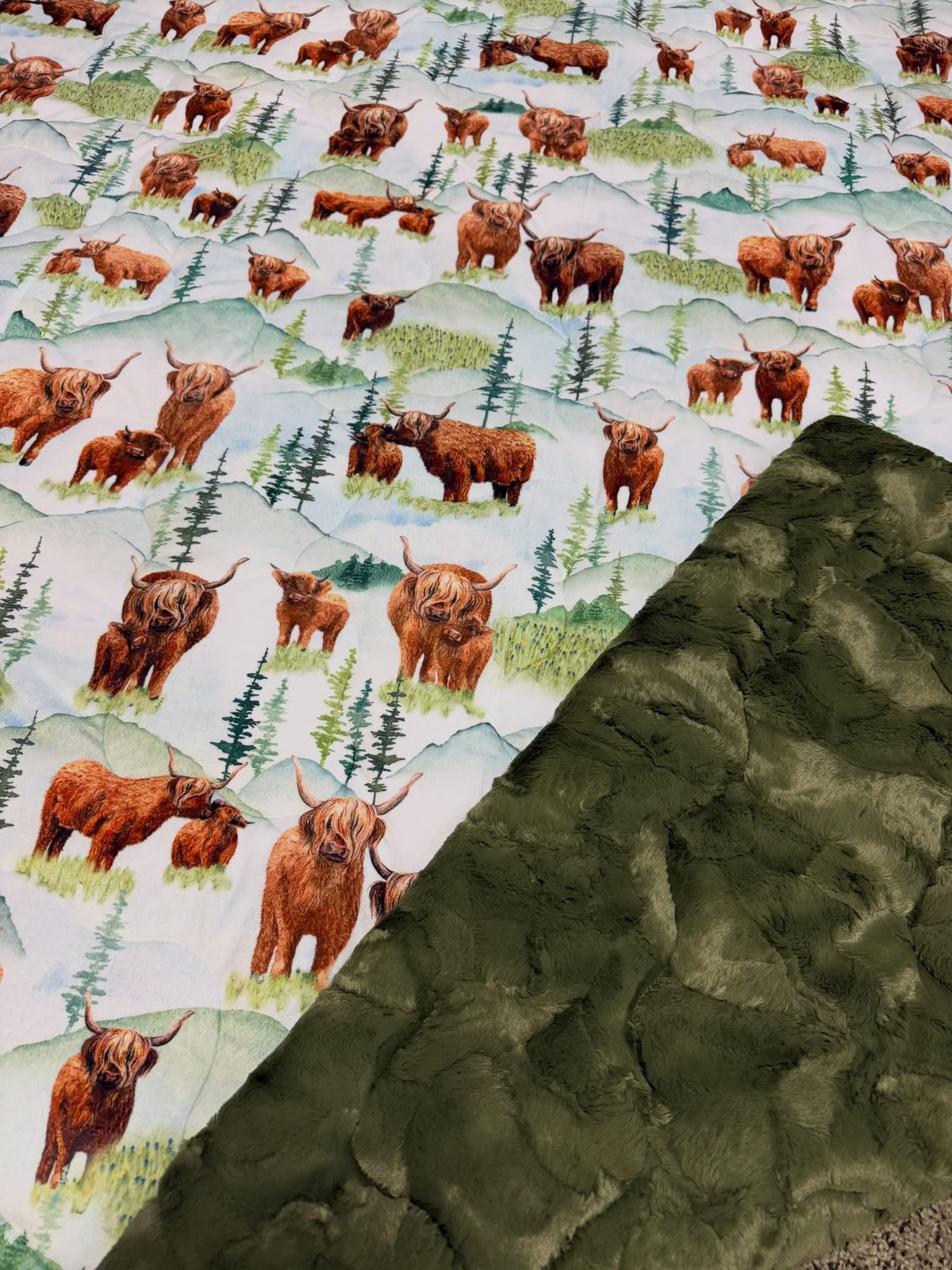 Highland Cow